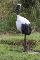 Japanese red crowned crane, also known as the Manchurian crane. Japan