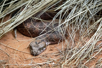 The common death adder, Acanthophis antarcticus, is a quiet venomous snake common in Australia.