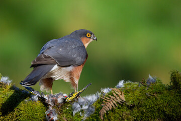 Sparrowhawk (Accipiter nisus), perched sitting on a plucking post with prey. Scotland, UK