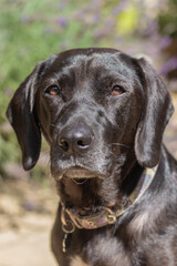 Labrador Cross in the Garden