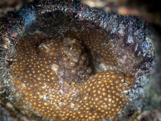 close up ligia exotica or sea slaters eggs on rock beach.