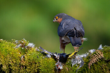 Sparrowhawk (Accipiter nisus), perched sitting on a plucking post with prey. Scotland, UK