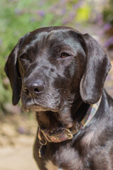 Labrador Cross in the Garden