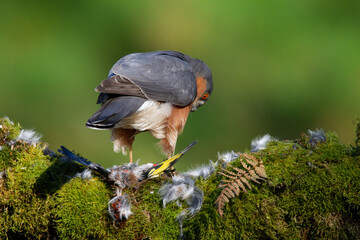 Sparrowhawk (Accipiter nisus), perched sitting on a plucking post with prey. Scotland, UK