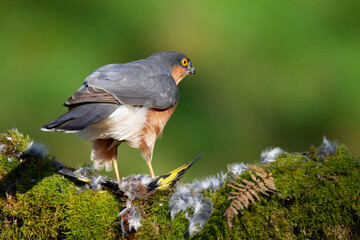 Sparrowhawk (Accipiter nisus), perched sitting on a plucking post with prey. Scotland, UK