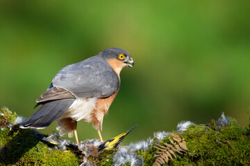 Sparrowhawk (Accipiter nisus), perched sitting on a plucking post with prey. Scotland, UK