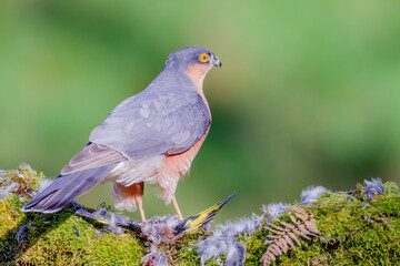 Fototapeta premium Sparrowhawk (Accipiter nisus), perched sitting on a plucking post with prey. Scotland, UK