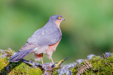 Sparrowhawk (Accipiter nisus), perched sitting on a plucking post with prey. Scotland, UK