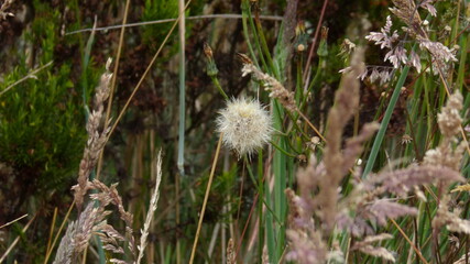 dandelion seed head