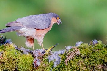 Sparrowhawk (Accipiter nisus), perched sitting on a plucking post with prey. Scotland, UK