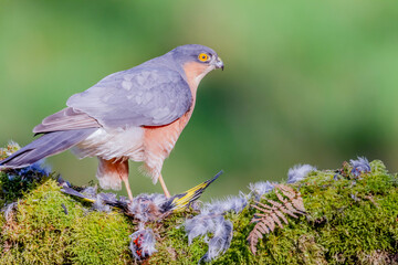 Sparrowhawk (Accipiter nisus), perched sitting on a plucking post with prey. Scotland, UK