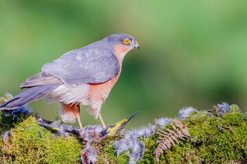 Sparrowhawk (Accipiter nisus), perched sitting on a plucking post with prey. Scotland, UK