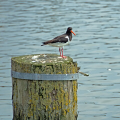 Nahaufnahme eines Austernfischer s (Haematopus ostralegus) auf einem Poller