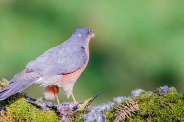 Sparrowhawk (Accipiter nisus), perched sitting on a plucking post with prey. Scotland, UK