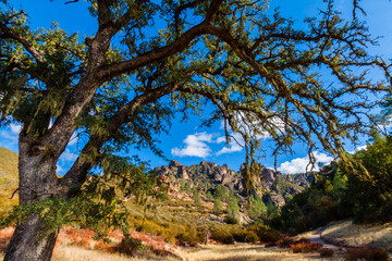 Oak Tree Growing in Chaparral Arching Over Pinnacles in the Background, Pinnacles National Park, California, USA