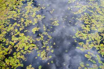 water surface with many water lily leaves above the water; top to bottom view