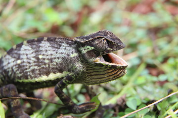 chameleon in the grass
