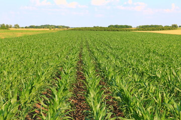 A huge corn field. Lots of green shoots of green corn
