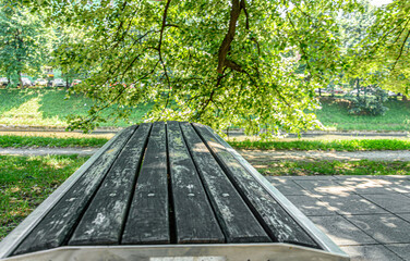 Bench under big tree