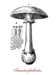 Amanita phalloides or death cap,deadly poisonous fungus very similar to edible mushrooms with risk of accidental poisoning © acrogame