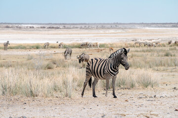 Fototapeta na wymiar mountain zebra in Etosha