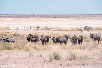 Fototapeta na wymiar gnu antelopes herd