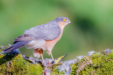 Sparrowhawk (Accipiter nisus), perched sitting on a plucking post with prey. Scotland, UK