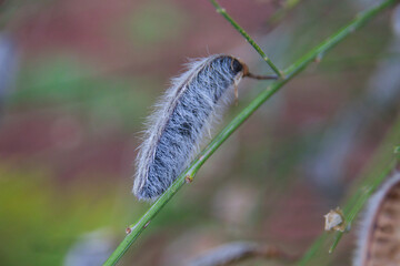 hairy seed capsules like a lupine