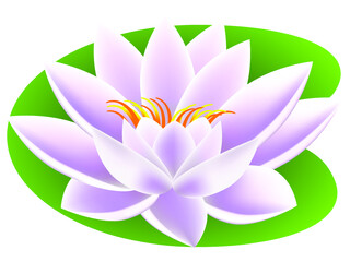 Lotus on green leaf.