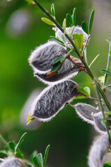 hairy seed capsules like a lupine