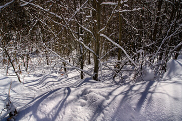 sunny winter day blue shadows from trees in the snow incredibly beautiful view