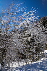sunny winter day blue shadows from trees in the snow incredibly beautiful view