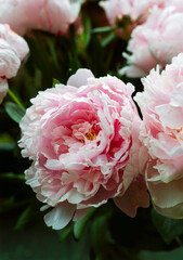 Closeup view of pink peonies in bouquet