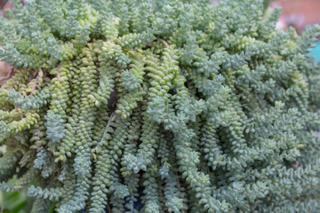 Succulent plant closeup, Convolvulus， Sedum dasyphyllum  Major 
