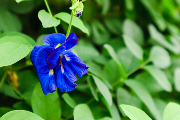 Butterfly pea flowers  in the sping
