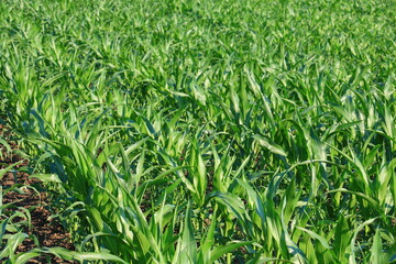 A huge corn field. Lots of green shoots of green corn
