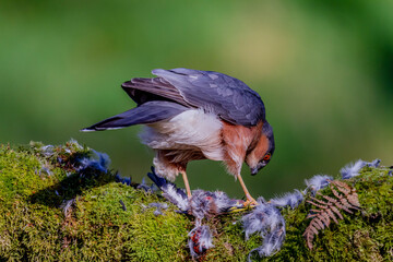 Sparrowhawk (Accipiter nisus), perched sitting on a plucking post with prey. Scotland, UK