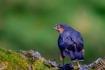 Sparrowhawk (Accipiter nisus), perched sitting on a plucking post with prey. Scotland, UK