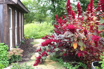 Large Red Garnet Amaranth Ancient Seed Plant and Wooden Garden Shed
