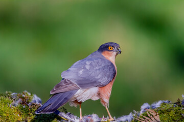 Sparrowhawk (Accipiter nisus), perched sitting on a plucking post with prey. Scotland, UK
