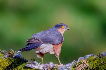 Sparrowhawk (Accipiter nisus), perched sitting on a plucking post with prey. Scotland, UK