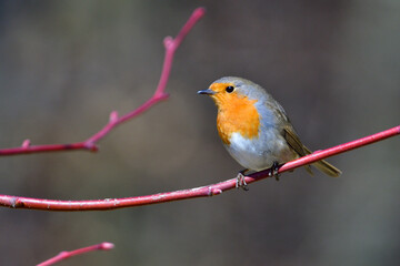 Rotkehlchen (Erithacus rubecula)	