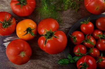 Red, ripe tomatoes and basil, dill on a dark background. Harvesting organic tomatoes