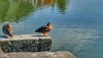 duck on the water