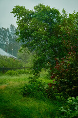 Fototapeta na wymiar Corner of a garden in a stormy rainy weather in summer