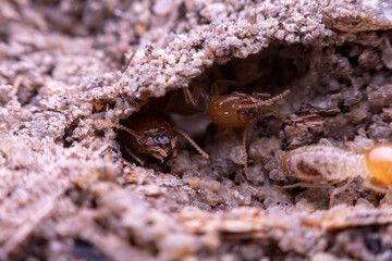 termite
