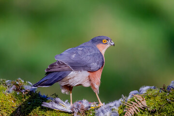 Sparrowhawk (Accipiter nisus), perched sitting on a plucking post with prey. Scotland, UK