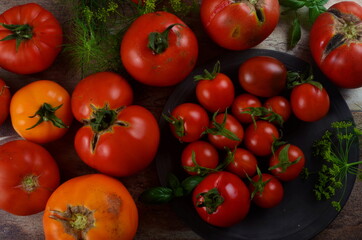 Red, ripe tomatoes and basil, dill on a dark background. Harvesting organic tomatoes