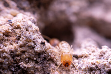 termite