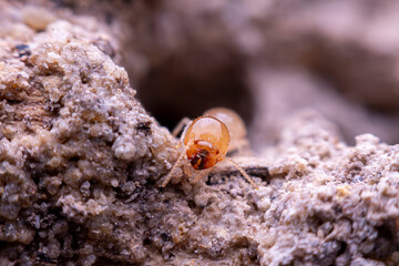 termite